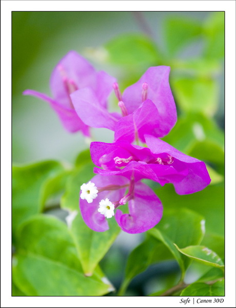 2008 - 07 - Leng Tengah - 045